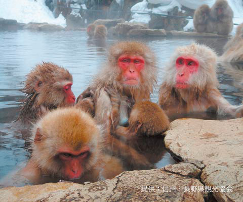 Jigokudani Yaenkoen - Monkey park